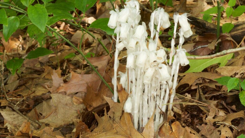 Flower fun fact: Indian Pipe don't photosynthesize