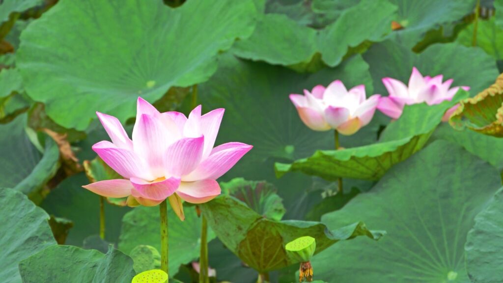 some flowers are thermogenic, including the lotus