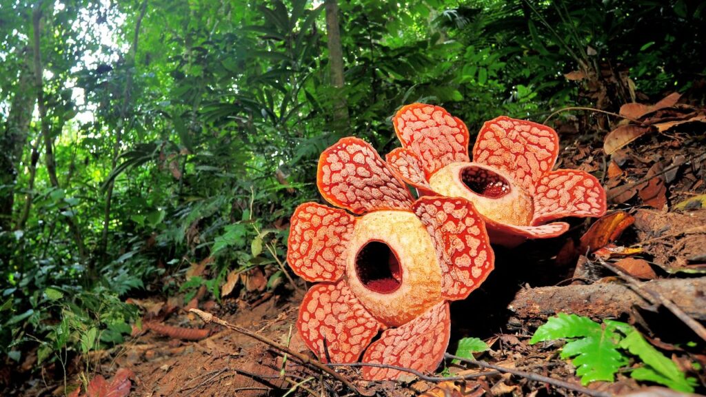 Monster Flower Rafflesia smell terrible