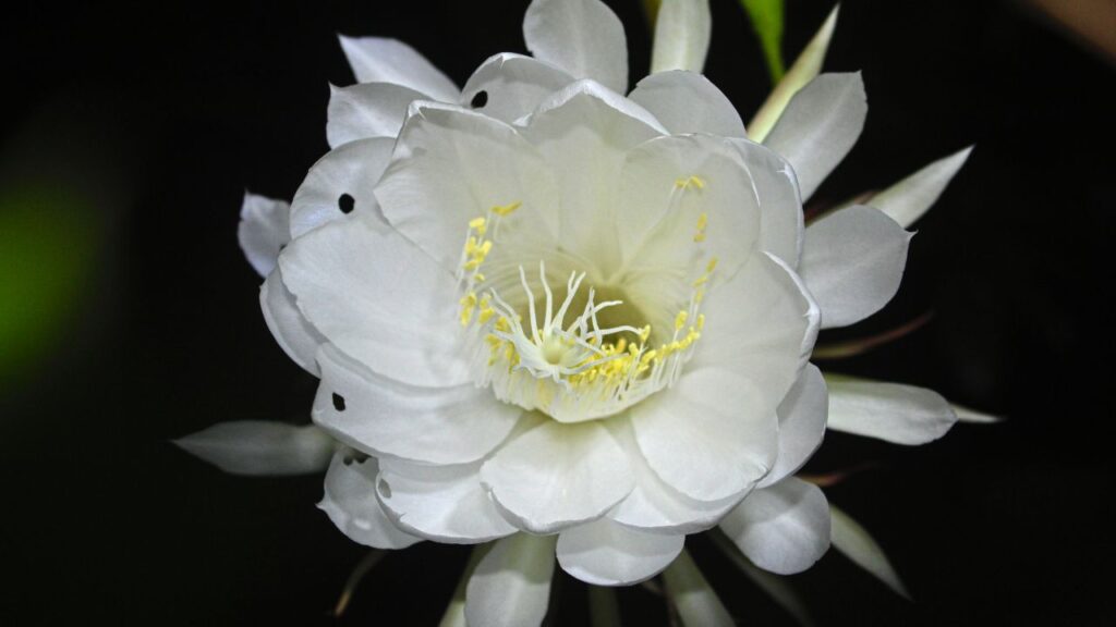The Kadupul flower is considered to be priceless because it is so fragile and rare