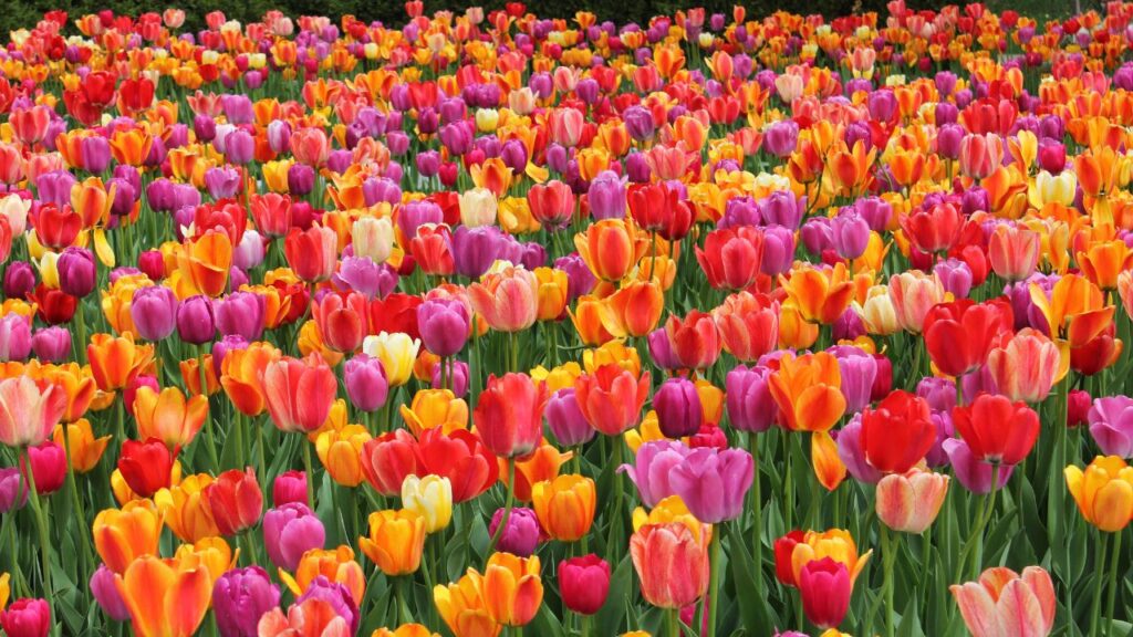 fun fact about flowers: tulips can be eaten