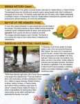 This is a content page for the Festivals around the World lesson plan. There is a graphic of oranges. There are photos of someone walking in mud and of paper chains hanging from tree branches. The orange Learn Bright logo is at the bottom of the page.
