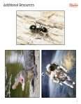 This is an additional resources page for the Alphabet: Letter A lesson plan. There are pictures of three things that start with the letter a: astronaut, ant, alligator. The orange Learn Bright logo is in the upper right corner of the page.