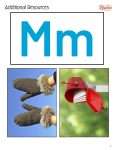 This is an additional resources page for the Alphabet: Letter M lesson plan. There is a photo of mittens and a photo of a mailbox. The orange Learn Bright logo is in the upper right corner of the page.
