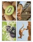 This is an additional resources page for the Alphabet: Letter K lesson plan. There are four photos of different things that start with K: kiwi, key, kitten, and kangaroo.