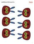 This is an additional resources page for the Weekdays: Tuesday lesson plan. There is a coloring page of six caterpillar heads.